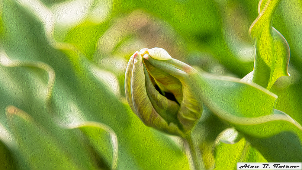 Картина маслом: тюльпан в цветении