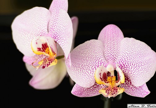 Орхидея Фаленопсис (домашняя)