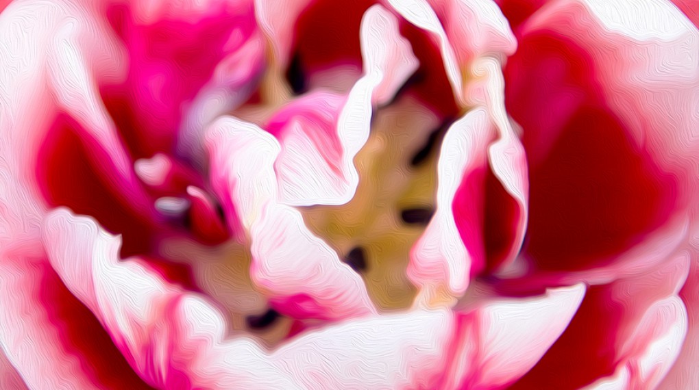 Картина маслом: розовый тюльпан