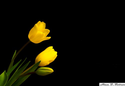 Очарование желтого тюльпана
